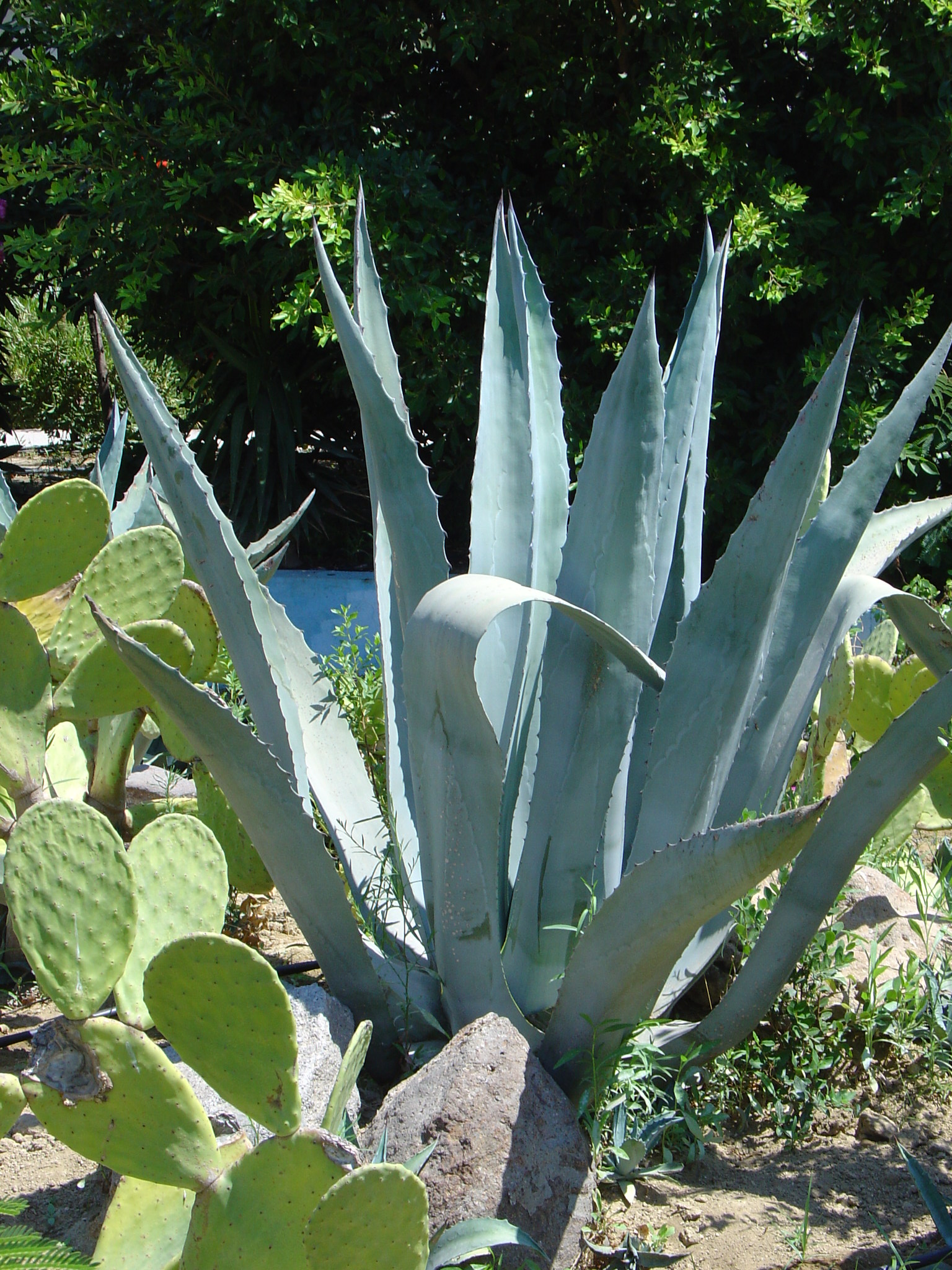 an agave plant in a garden next to a rock