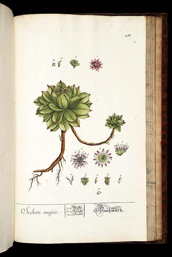 a book with an illustration of the plant that has roots