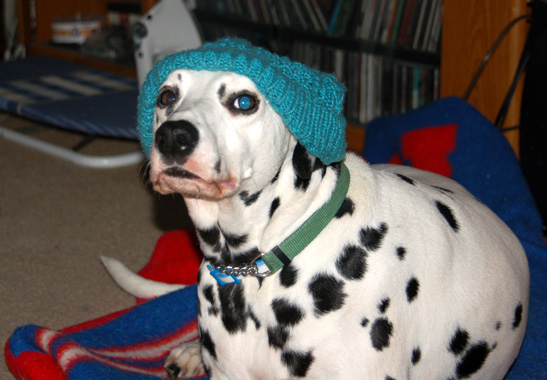 a dalmatian dog with a knitted hat sitting on the carpet