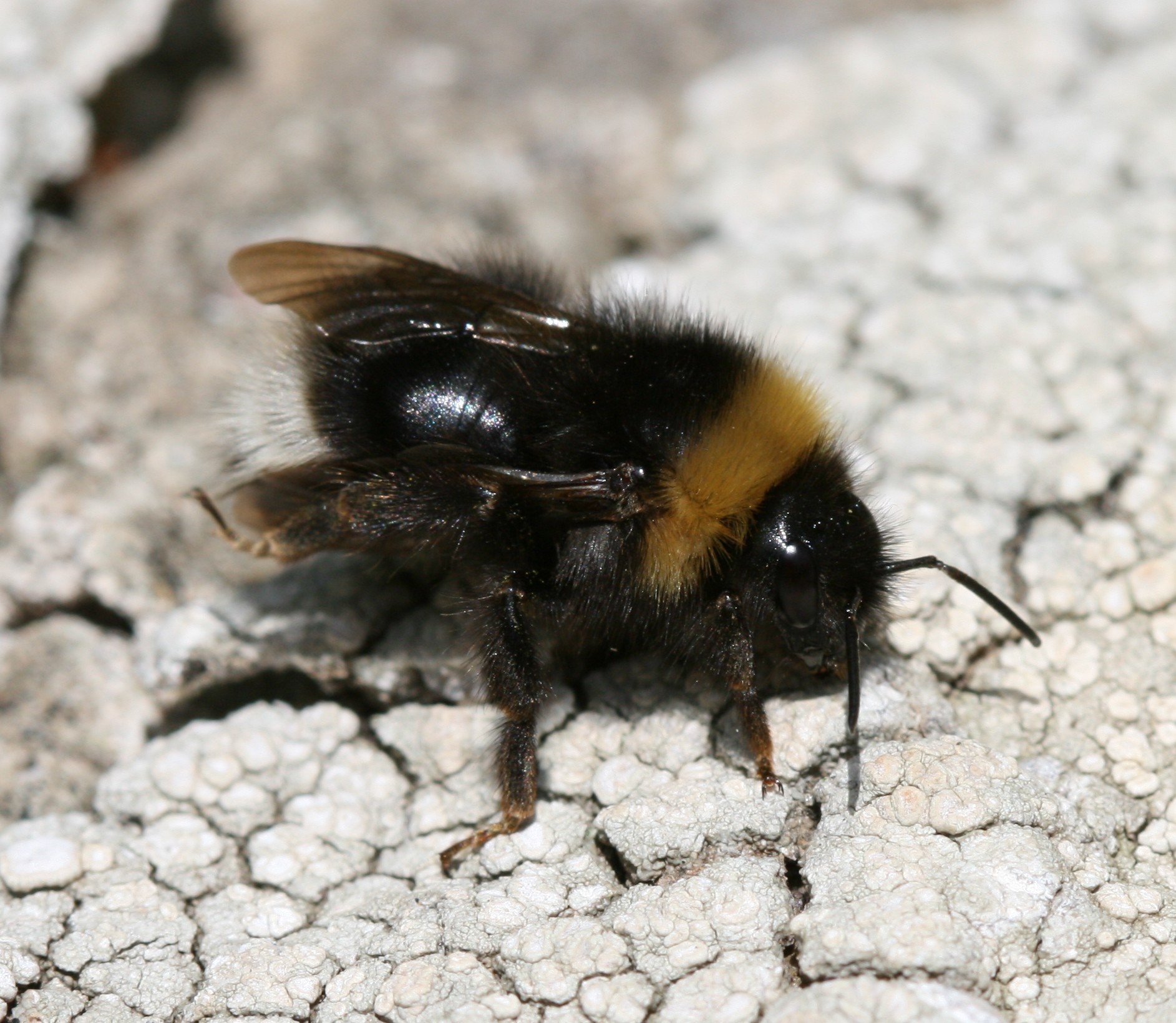 a yellow and black bee resting on white and grey rocks