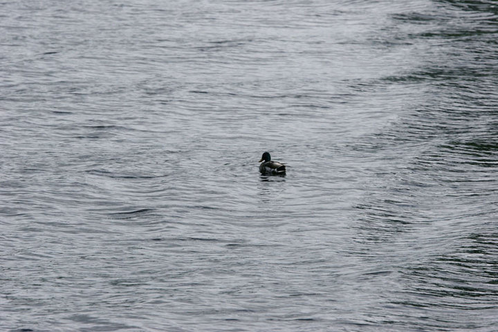 a duck swimming in the middle of a large body of water