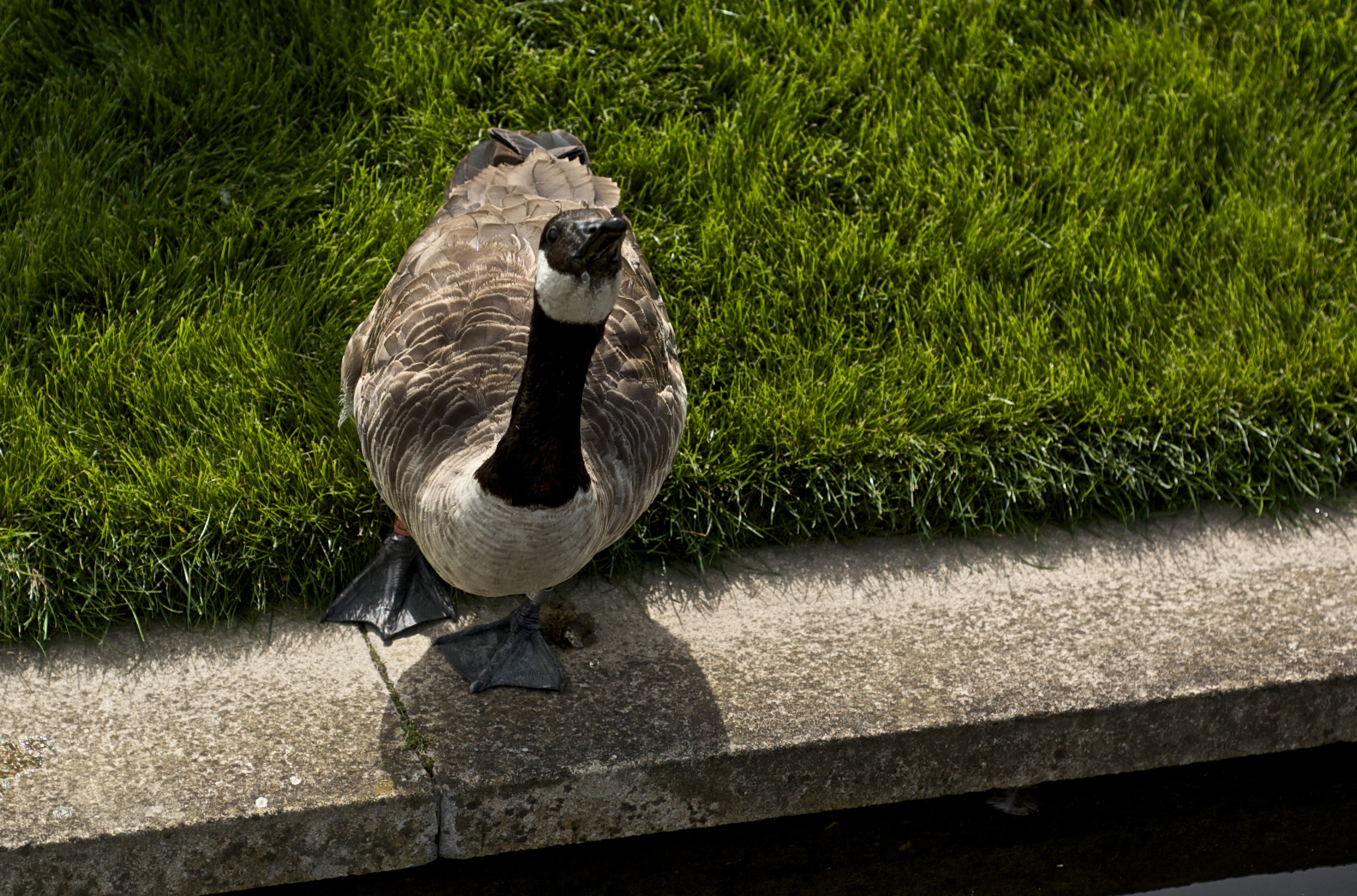 a bird standing in the grass looking down