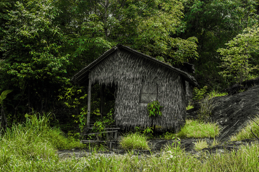 a shed and some bushes in the middle of the woods