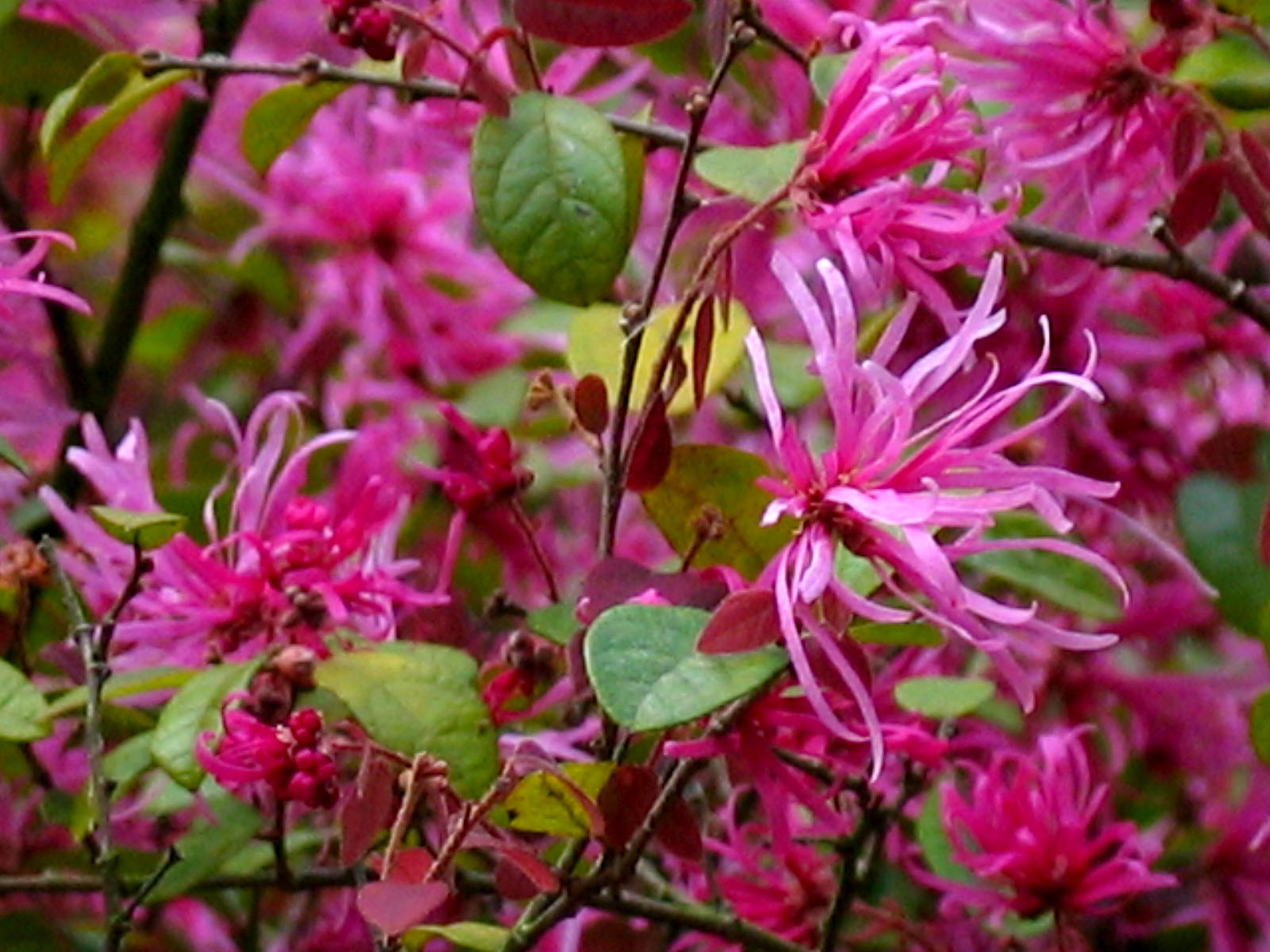 pink flowers blooming on a tree during the day