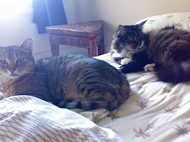 three large cats lay on a bed with one looking to the side