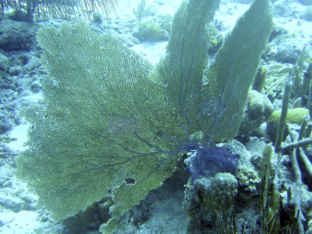 the ocean floor has many algaes and sea plants