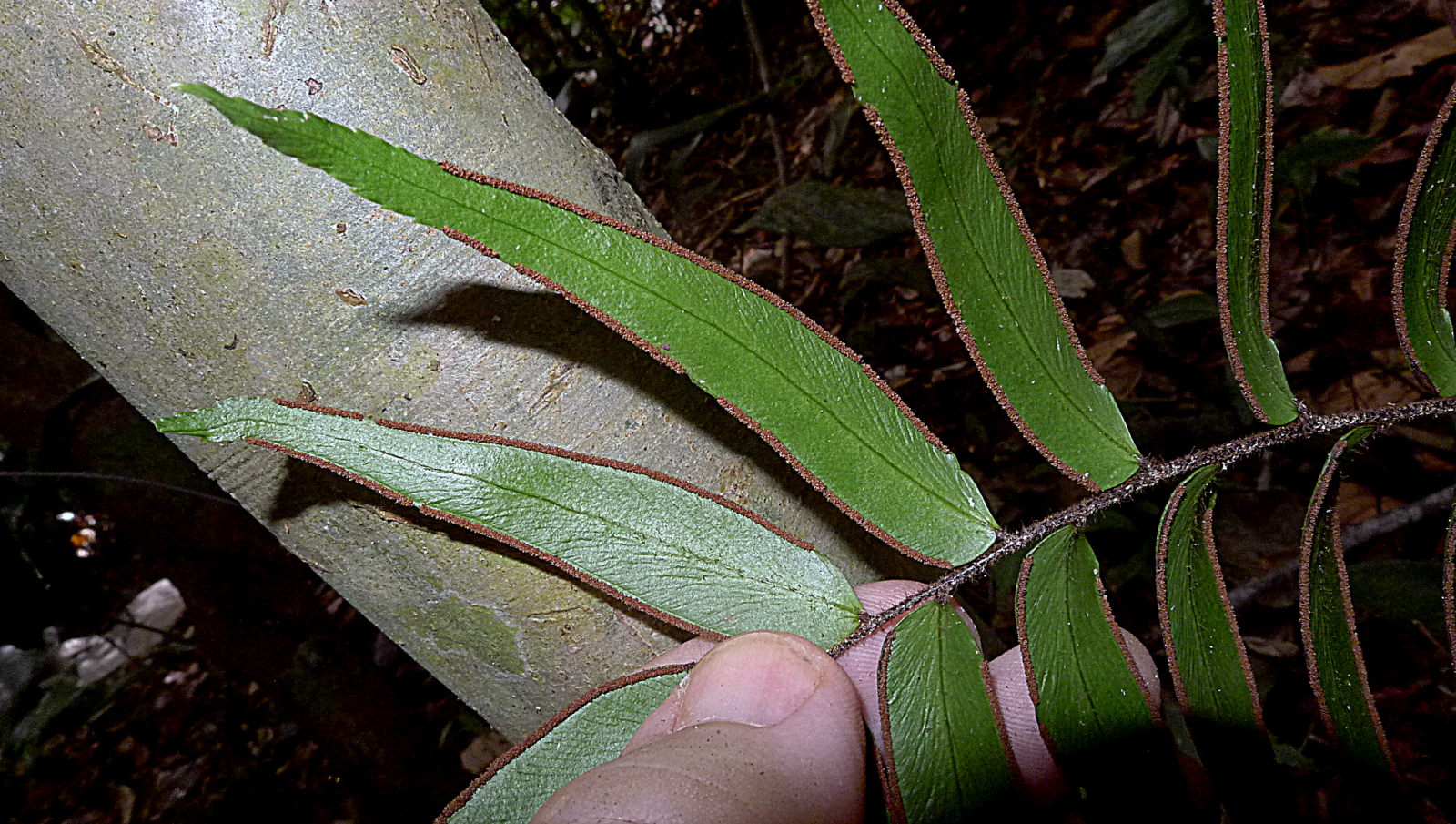 a person holding a leaf next to a tree