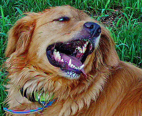 a dog in a field that has it's mouth open