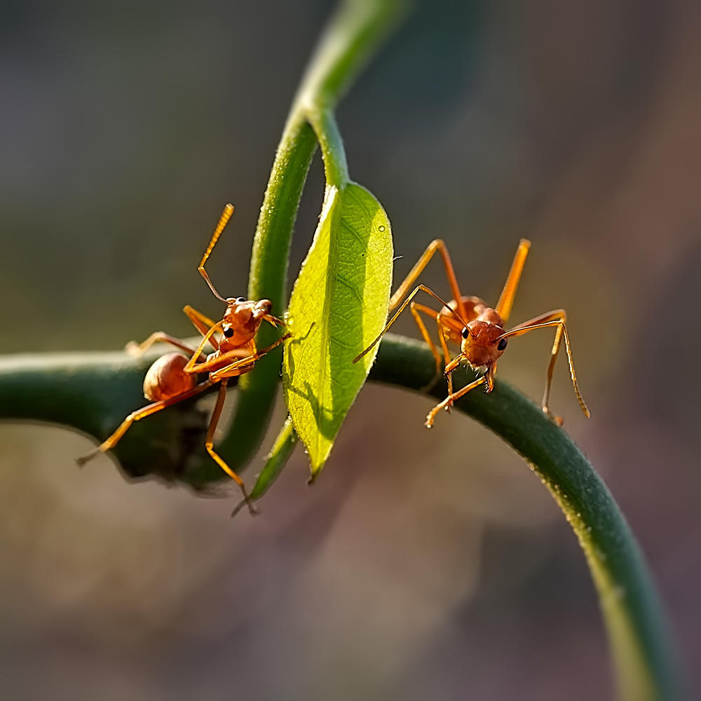 two insect are sitting on a green stem