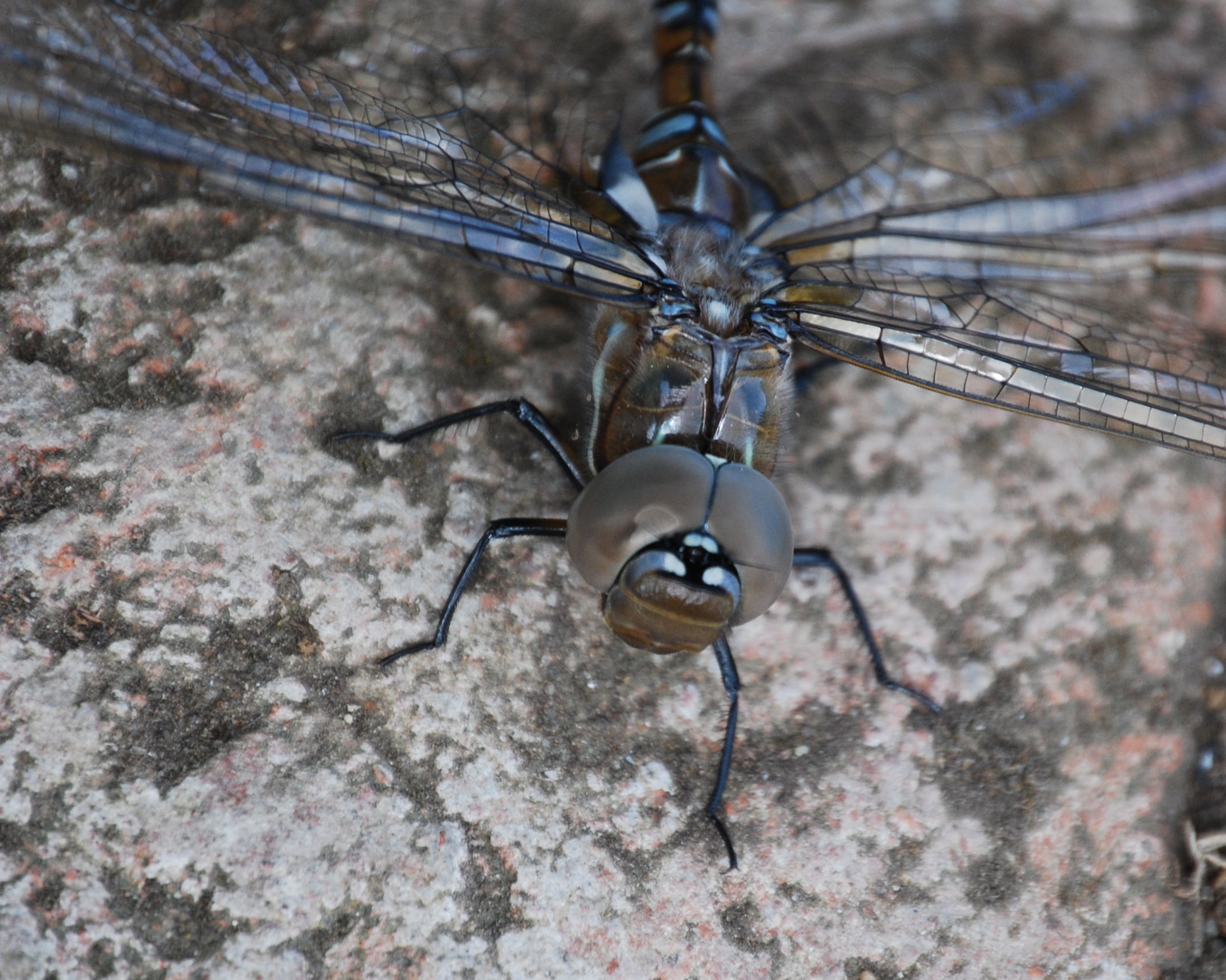 a small insect on a piece of cement