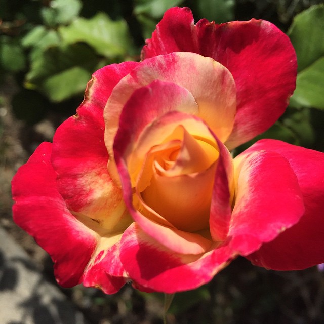 a large red rose with yellow and pink petals