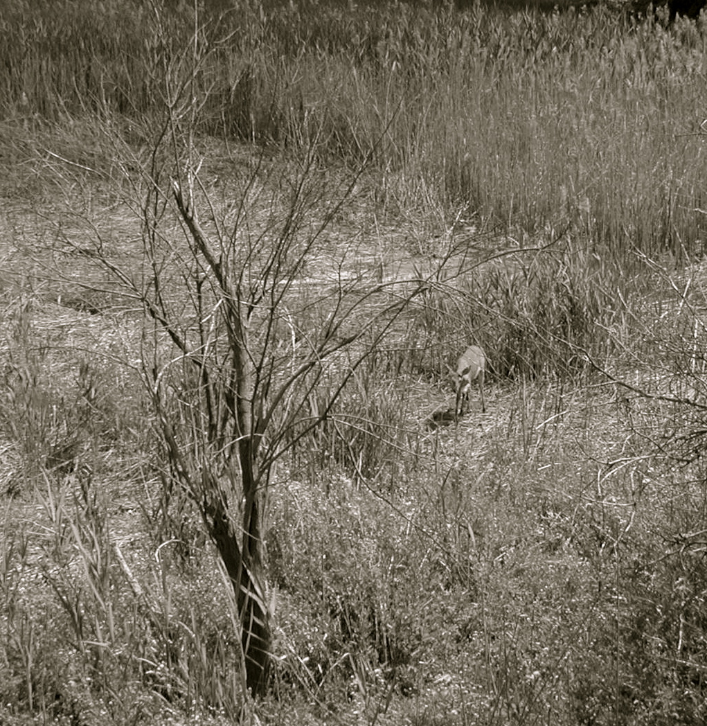 a black and white po of a bush in the grass