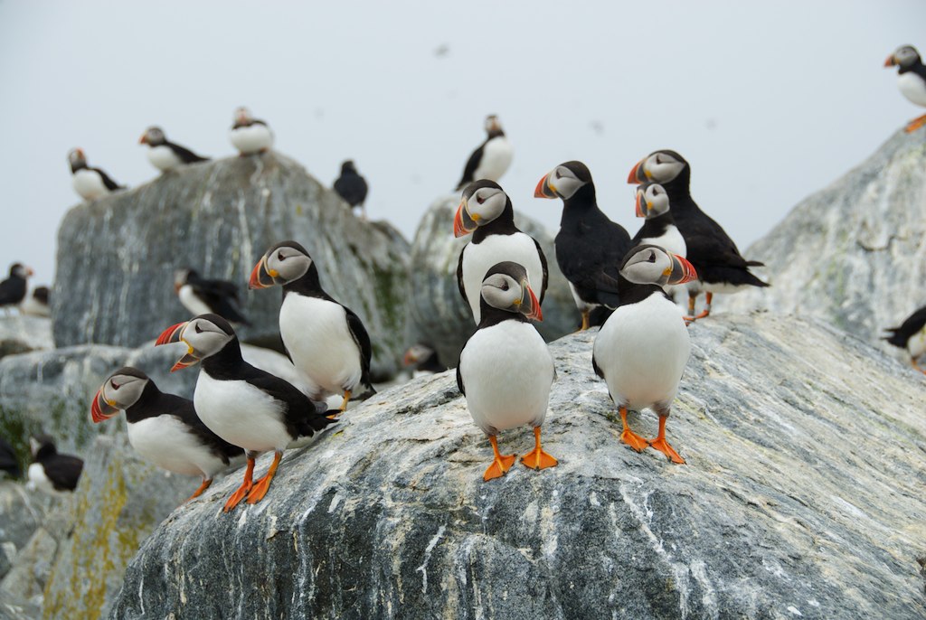 many different colored birds perched on a rock