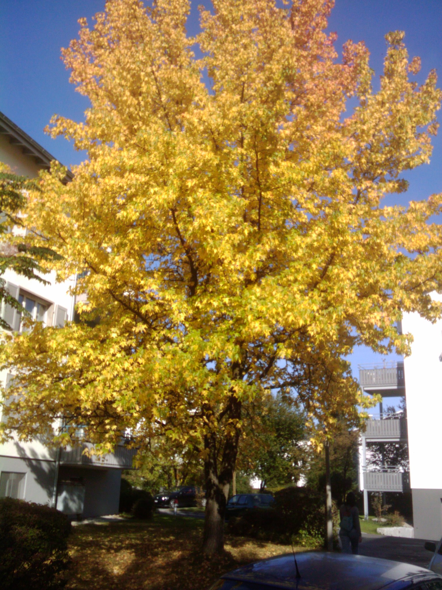 an autumn tree with colorful leaves and a blue sky in the background
