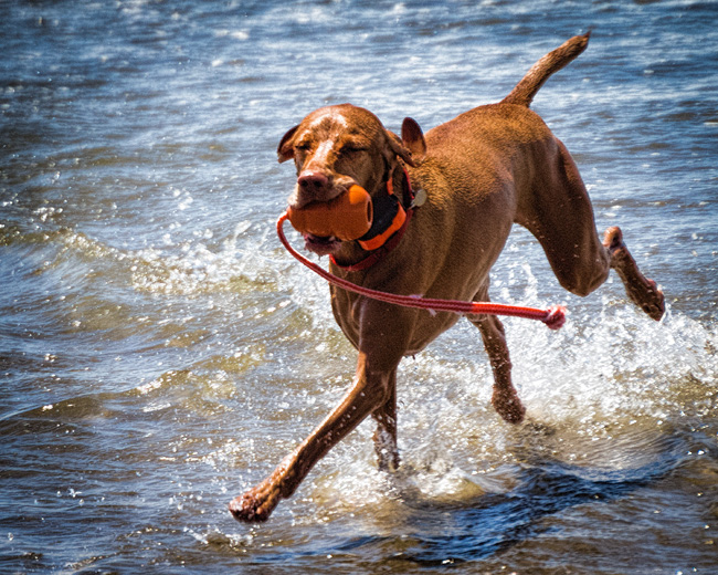 a dog holding a frisbee running on the water