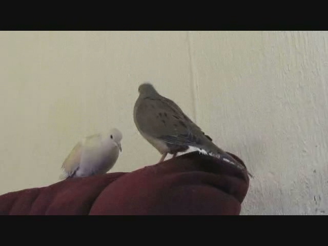 two pigeons sitting on someone's palm with one bird standing near them