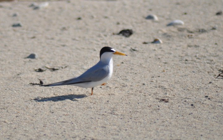 small white bird standing in sand on beach