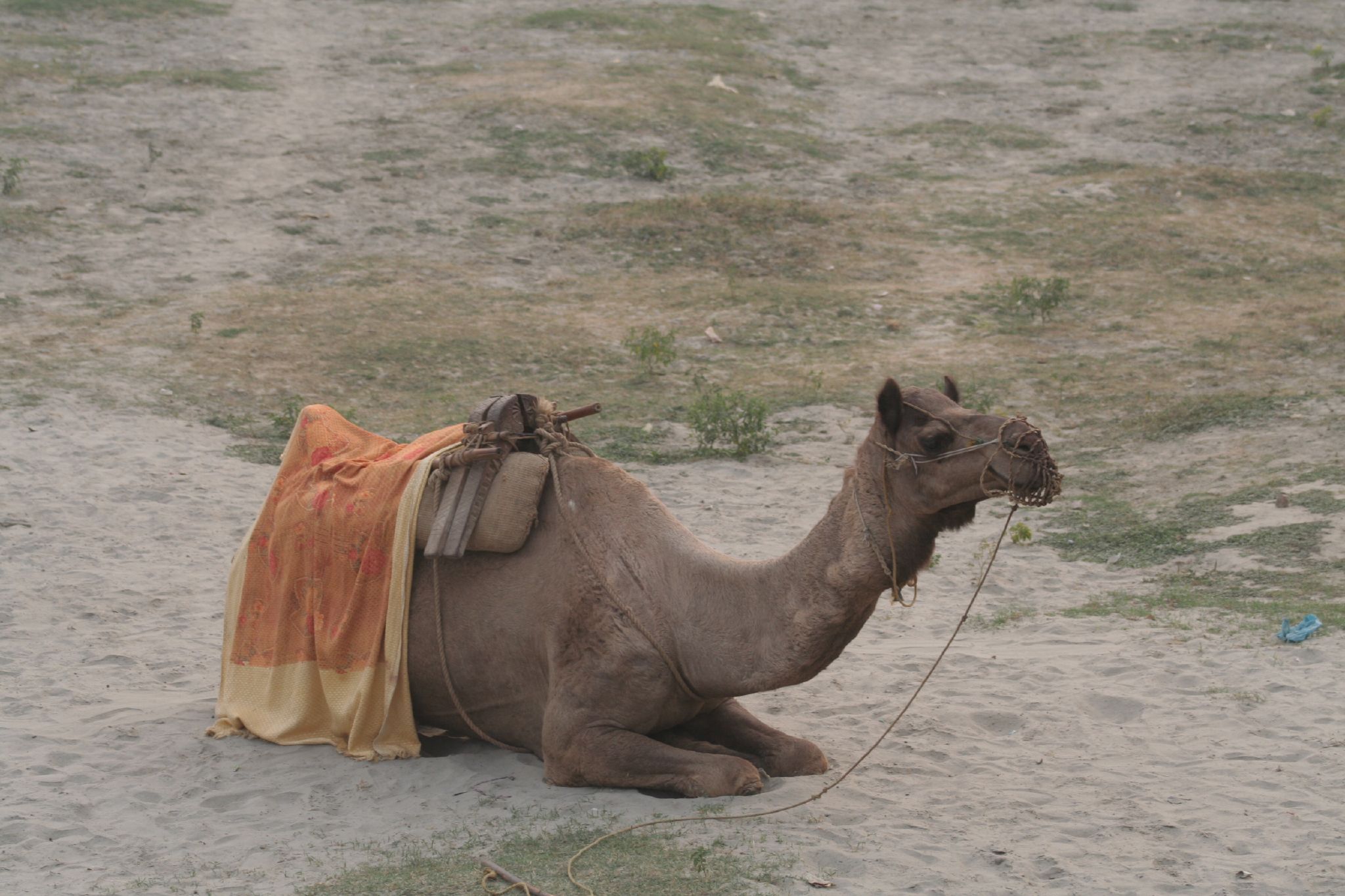 a camel rests in the desert on sand with his blanket around its back