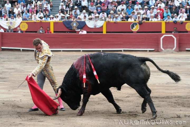 a man in gold jacket wrestles with a black bull