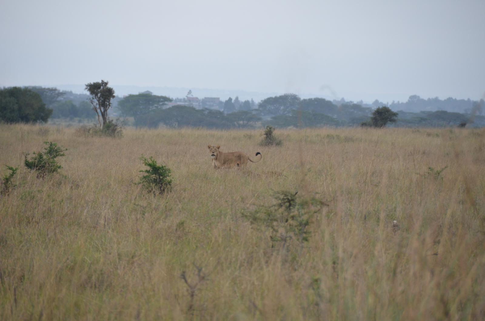 a lion walking through a field near some trees