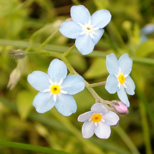 small blue flowers on a green stalk in the forest
