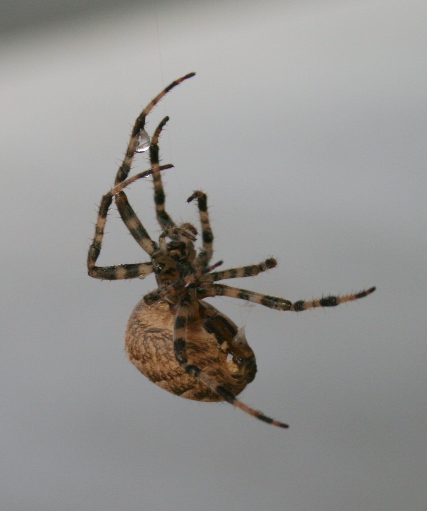 the underside of a spider in its web, on a cloudy day