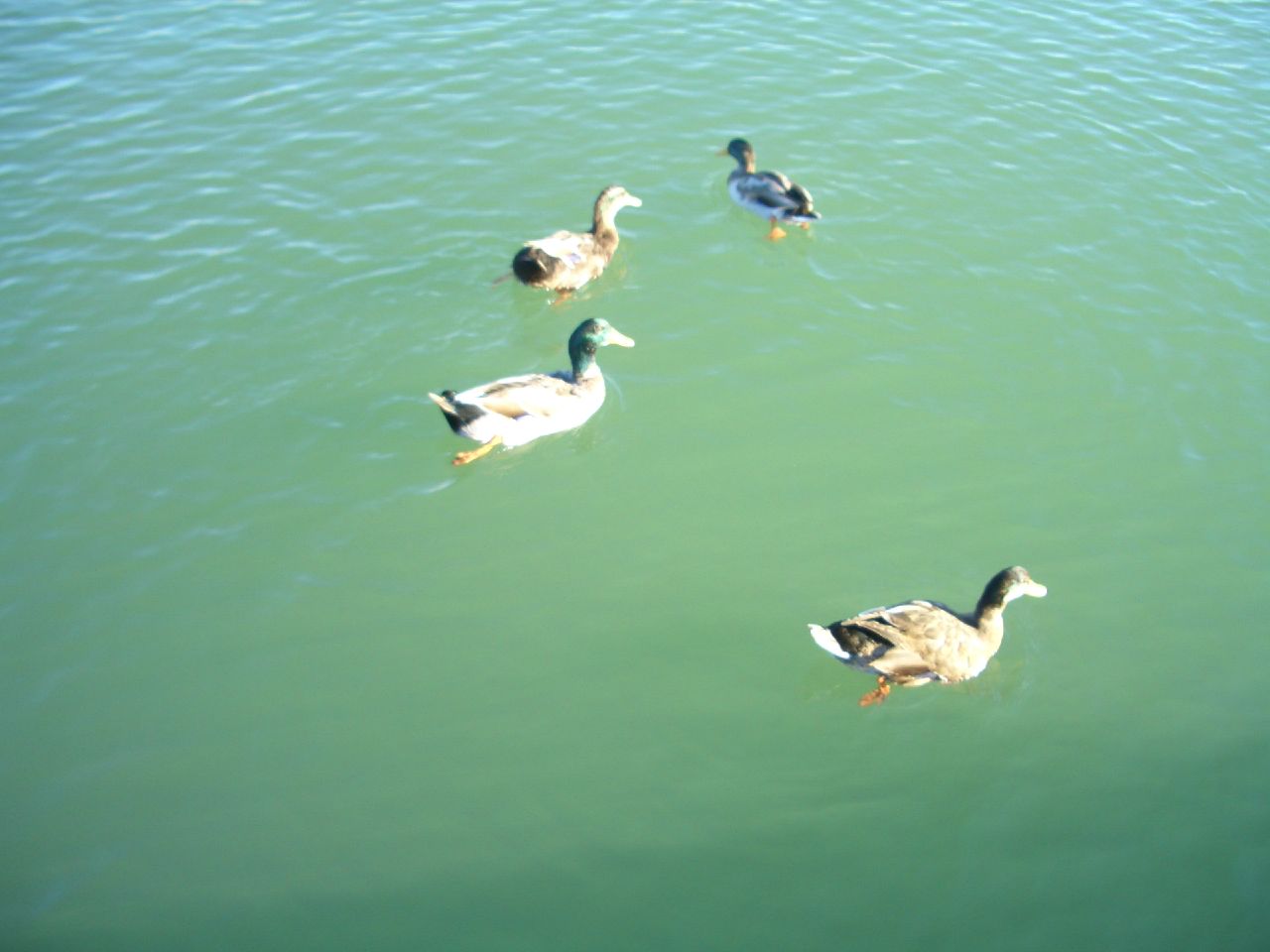 a few ducks swimming in a body of water