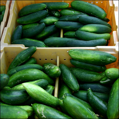 cucumbers are in boxes with green tops