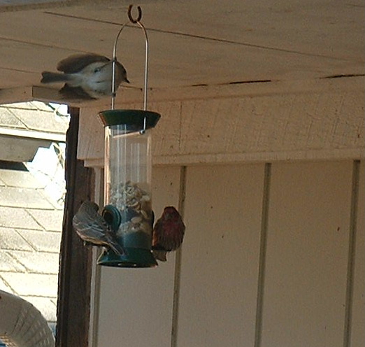 two birds perched on a bird feeder