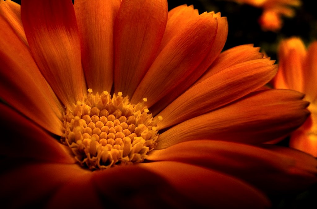 a close up of an orange flower with other flowers behind it