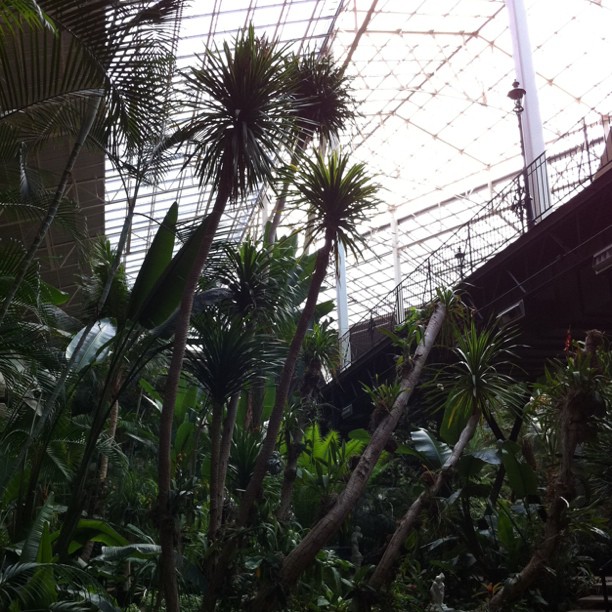 the atrium is very large and filled with trees