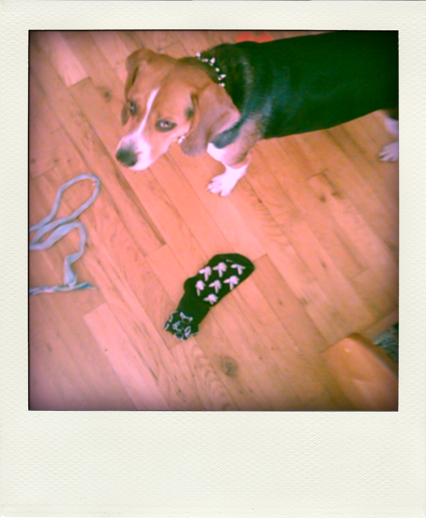 a dog sits on the floor, and next to shoes