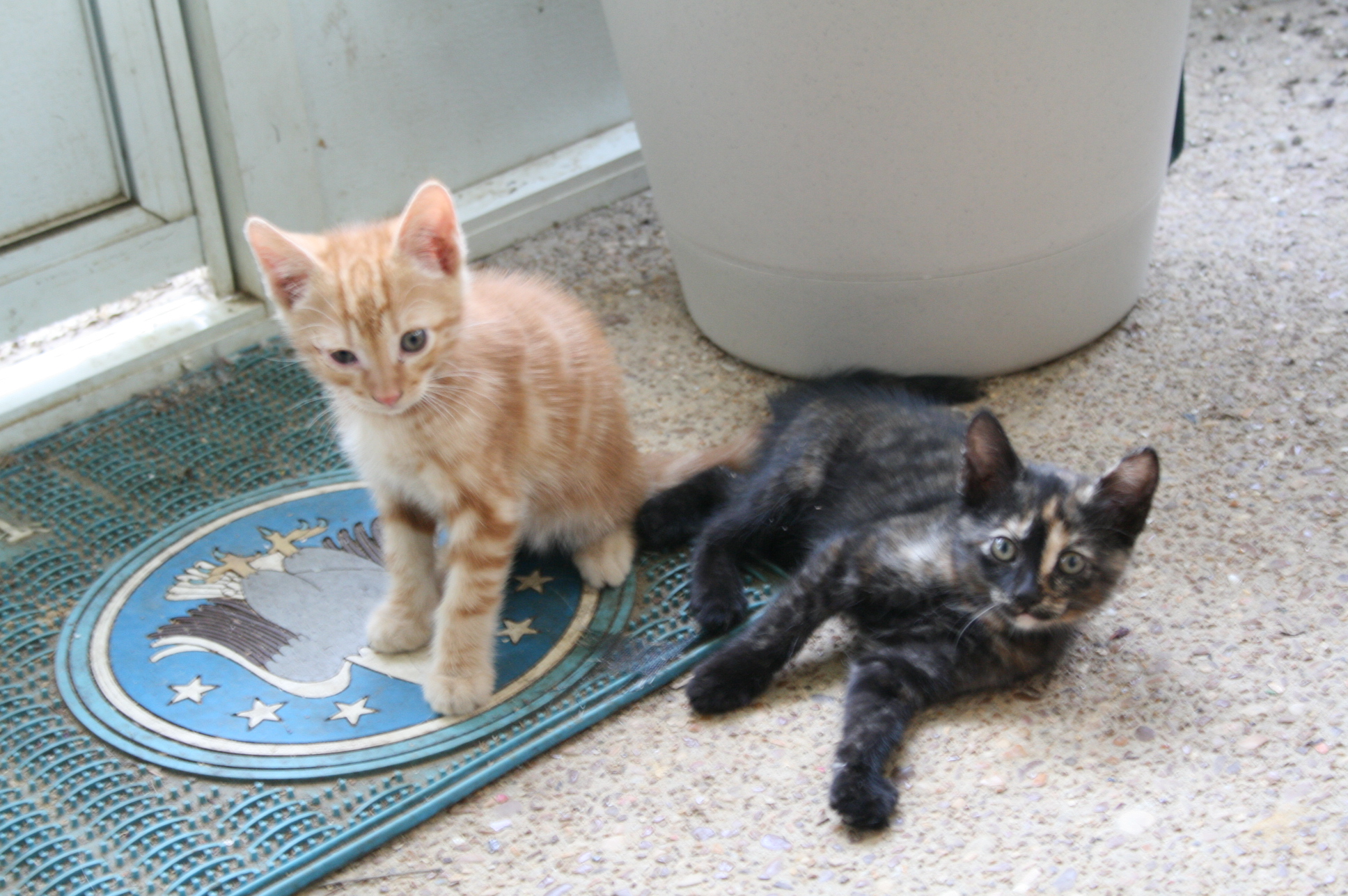 two small kittens are playing outside on a mat