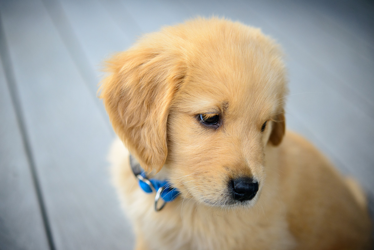 a dog with a blue collar on sitting on the ground