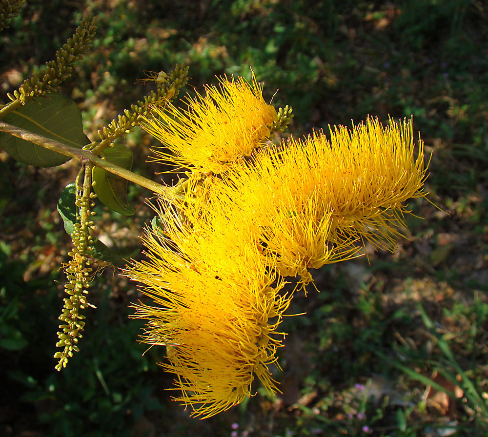 a plant with many yellow flowers in a garden