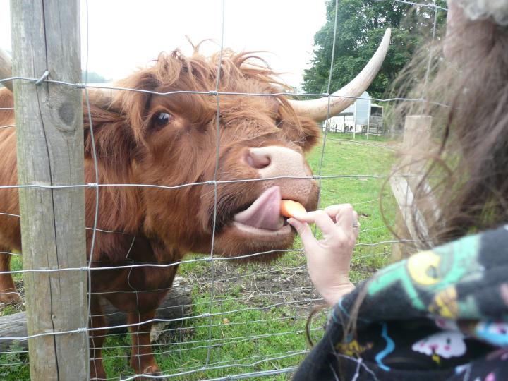 a person feeding an animal soing to eat in front of a fence