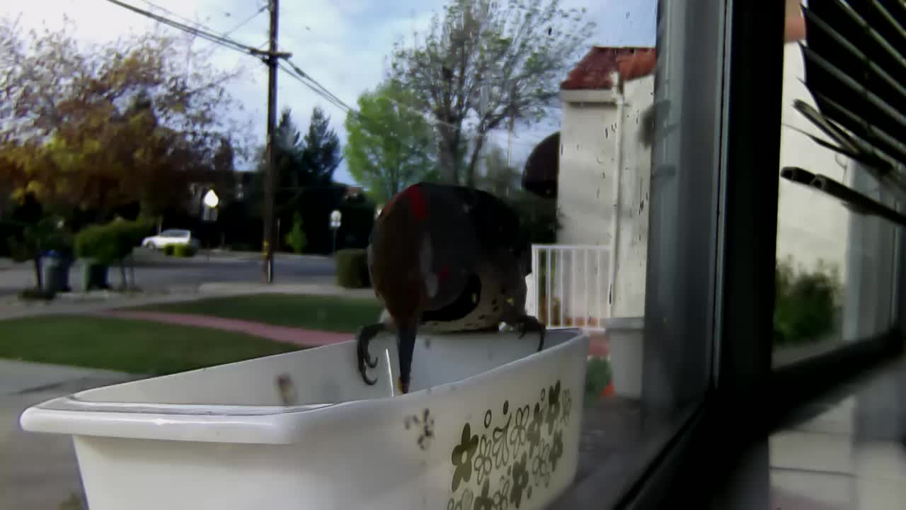 the bird stands on top of a white tub looking in the window