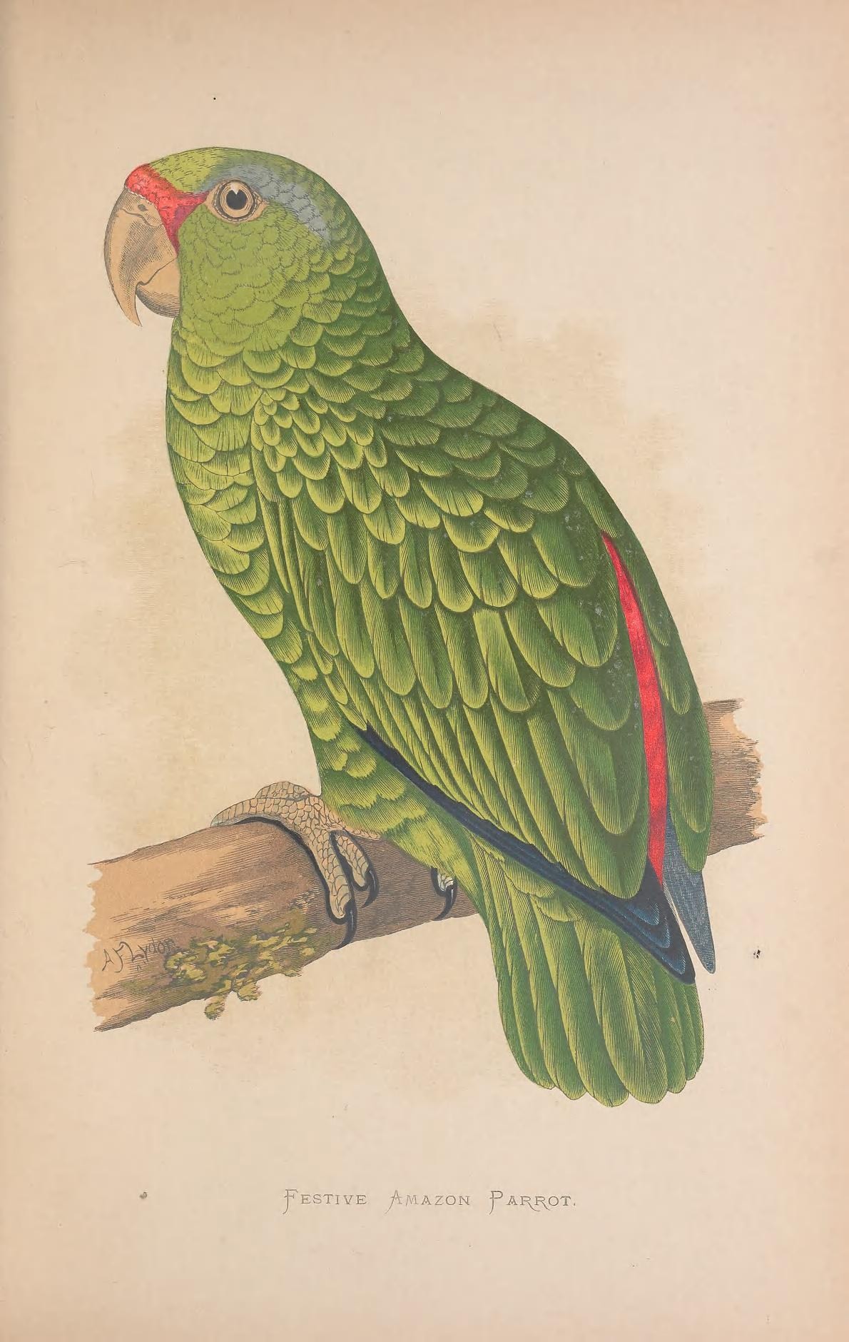 an illustration of green parrot perched on a tree nch