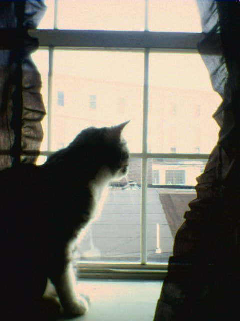 the cat is sitting in front of the open window