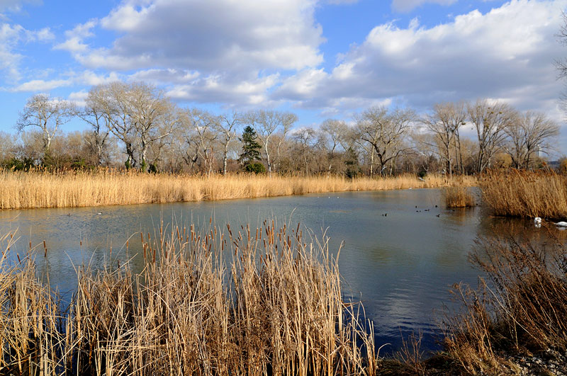 the water is very small and a few birds are on the pond