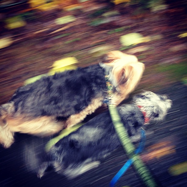 two dogs playing tug o war on a trail with leaves falling off the trees