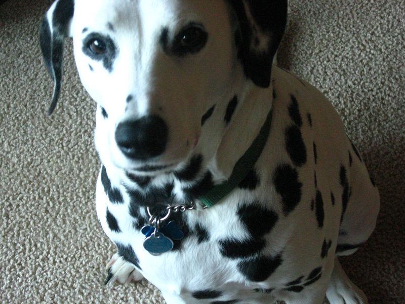 a dalmatian dog with black spots on it's face