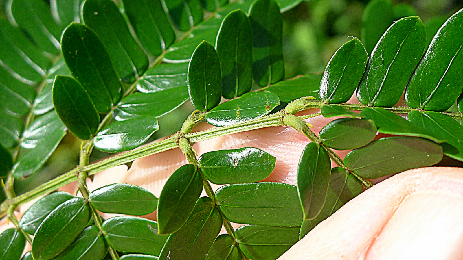 a lizard on a green leafy nch being held in someone's hand