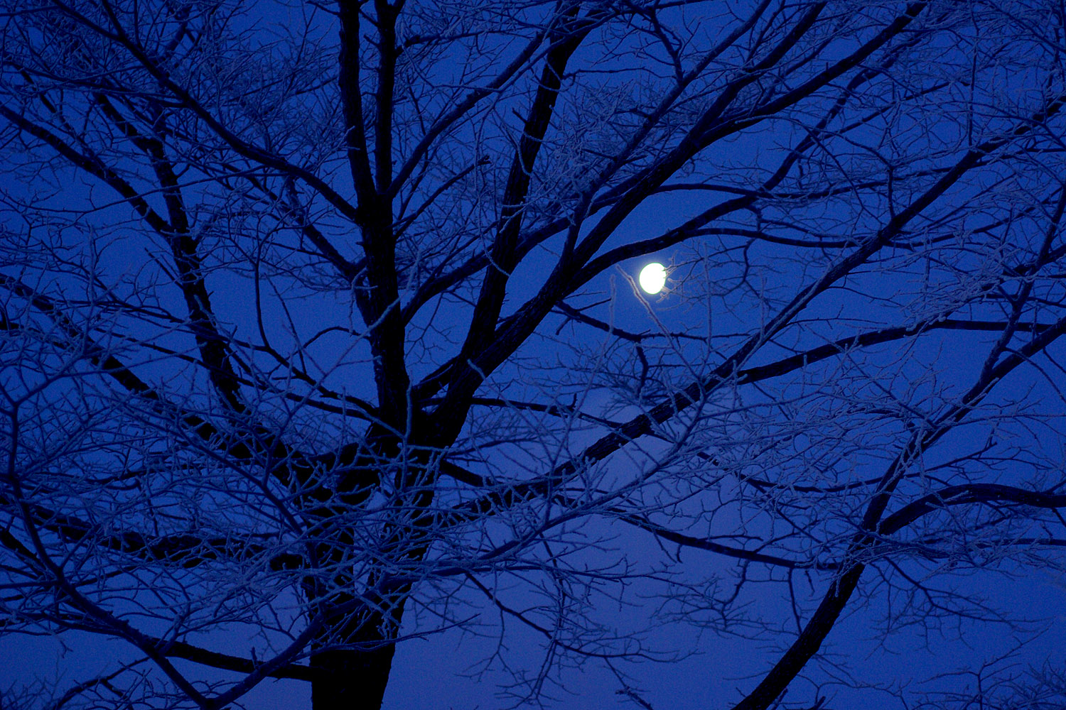 a tree in the night with some very thin leaves