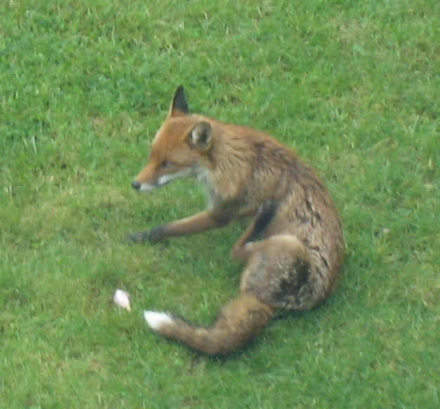 a brown fox is sitting in the grass