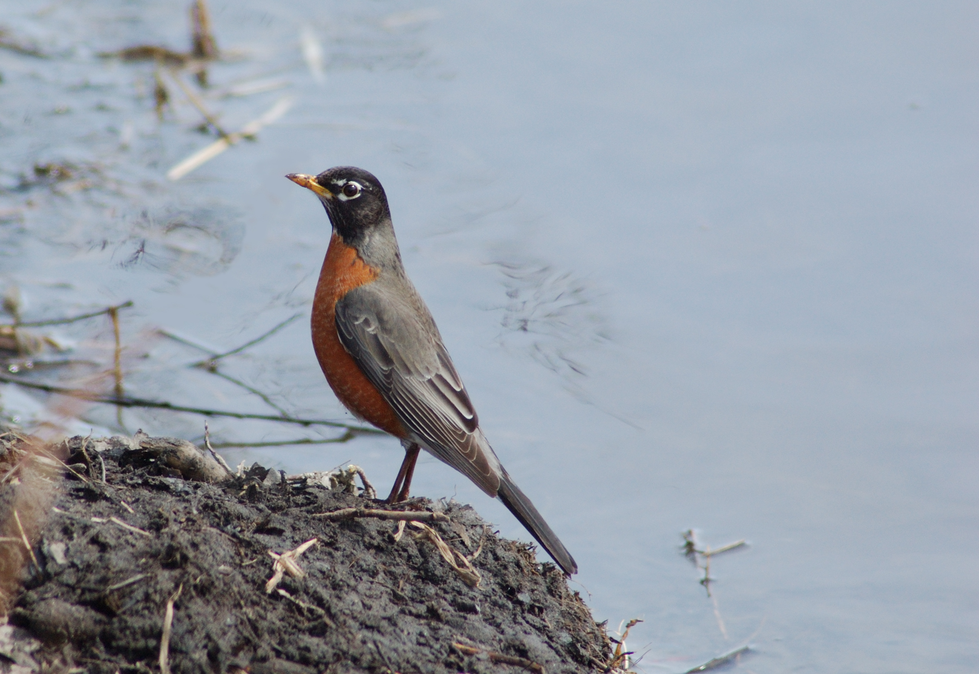 a bird sits on a cliff in front of the water