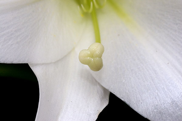 a close up of the petals of a white flower
