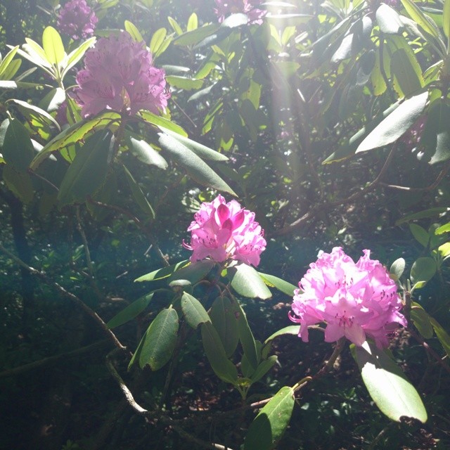 a pair of pink flowers in the sunlight