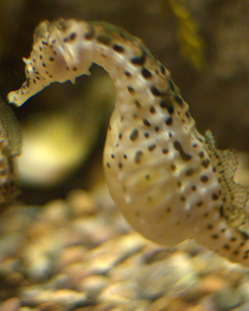 a small sea horse that is in an aquarium