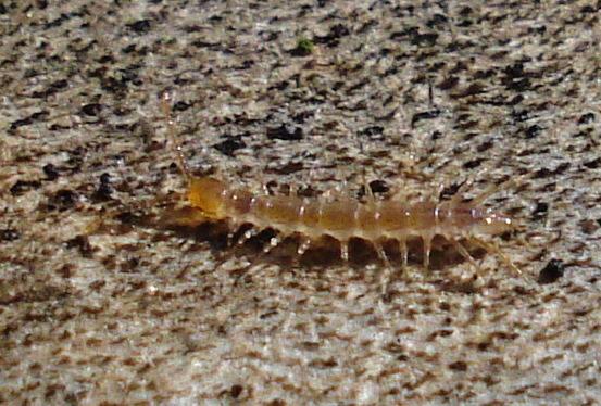 a bug is sitting on the ground near the surface
